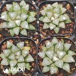 Haworthia Spray Paint of Mist - Image 2