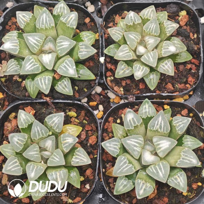 Haworthia Spray Paint of Mist - Image 2