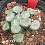 Haworthia Mirage - Image 2