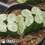 Haworthia Great Waterfall