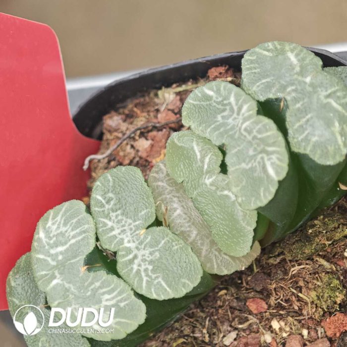 Haworthia Great Waterfall - Image 2