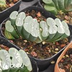 Haworthia White Striped Dragon - Image 2
