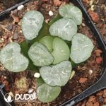 Haworthia Big Mirror