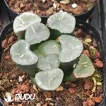 Haworthia Big Mirror - Image 2