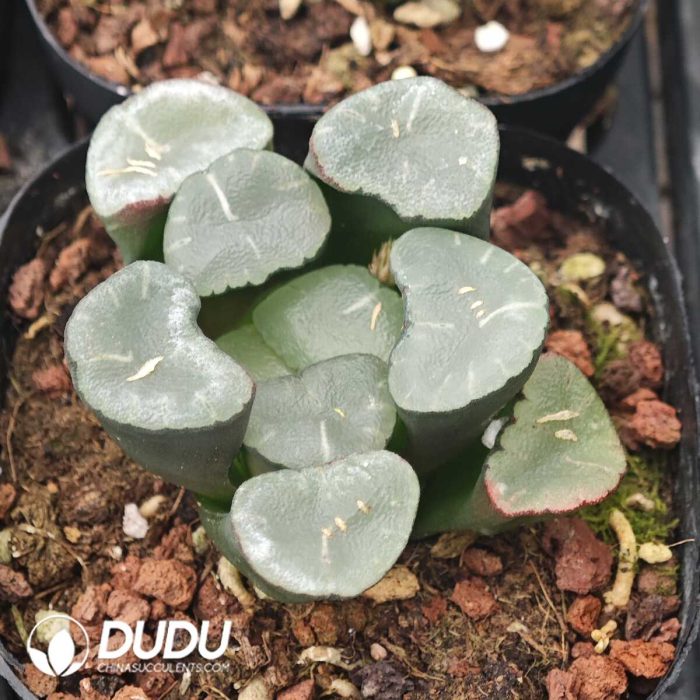 Haworthia Big Mirror - Image 2