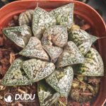 Haworthia Huakuishou