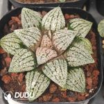 Haworthia Platinum