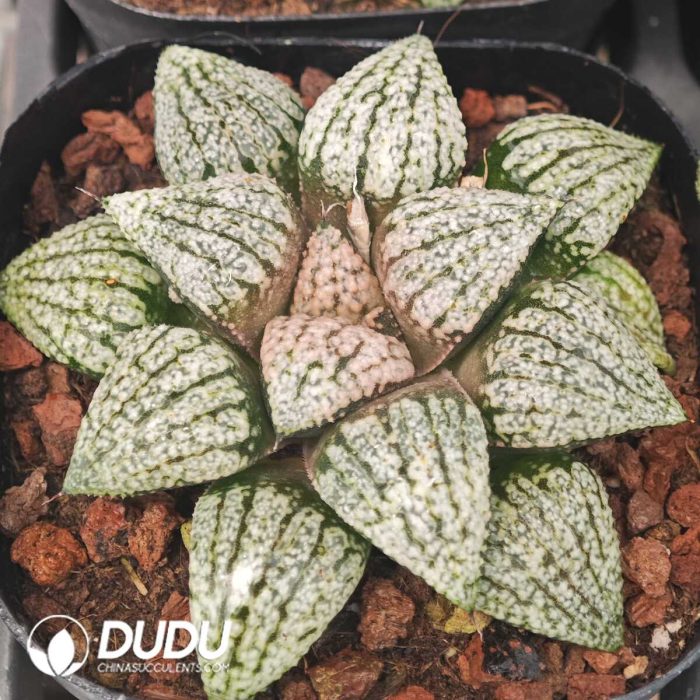 Haworthia Platinum - Image 2