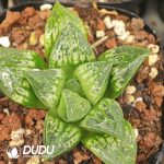 Haworthia Carousel