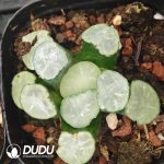 Haworthia Maughanii “HakujiLens”