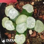 Haworthia Maughanii “HakujiLens” - Image 2