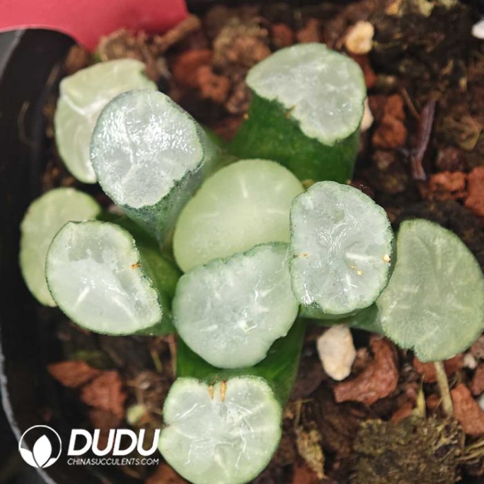 Haworthia Maughanii “HakujiLens” - Image 2