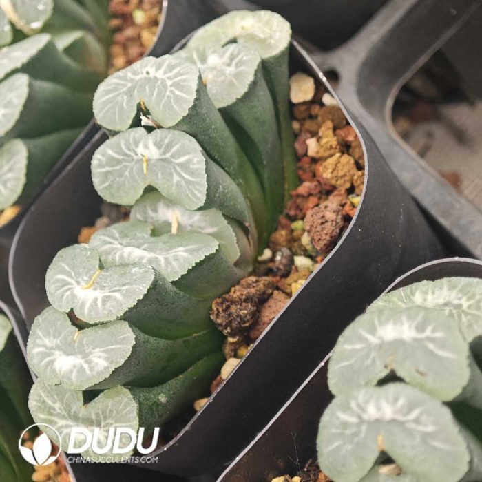 Haworthia  Ice Lake - Image 2