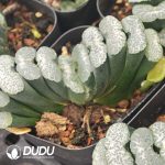 Haworthia Golden Cicada - Image 2