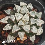 Haworthia Wang Mengdian