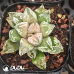 Haworthia ‘Dojaku-dai’