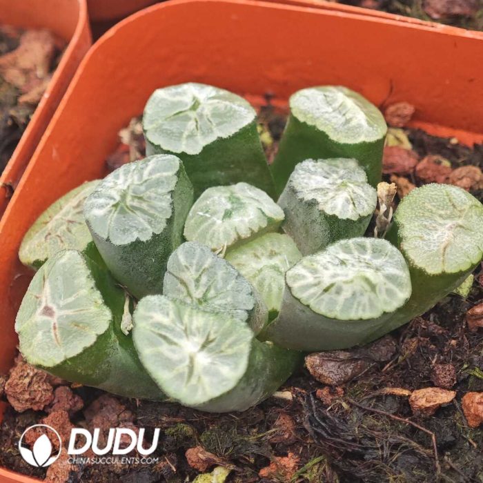 Haworthia Rainbow Truncata - Image 2