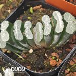 Haworthia Baiju - Image 2