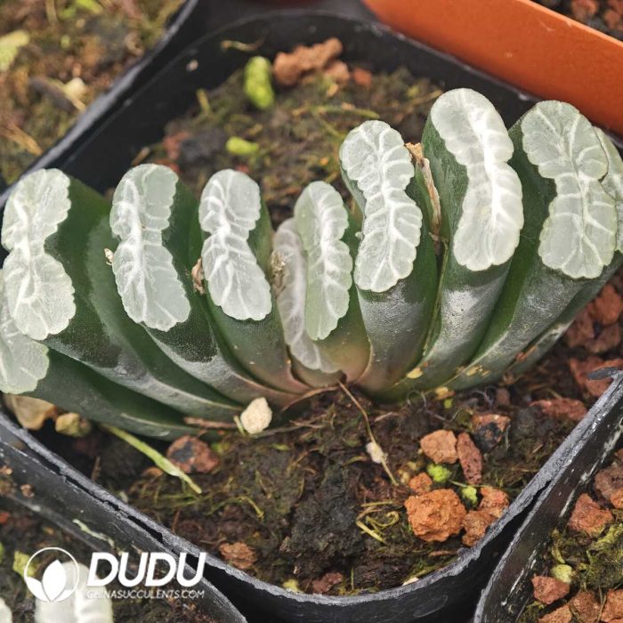 Haworthia Baiju - Image 2