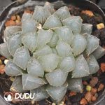 Haworthia cooperi var. obtusa Blue Mirror