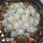 Haworthia cooperi var. obtusa Blue Mirror - Image 2
