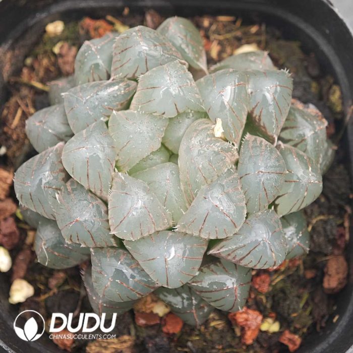 Haworthia cooperi var. obtusa Blue Mirror - Image 2