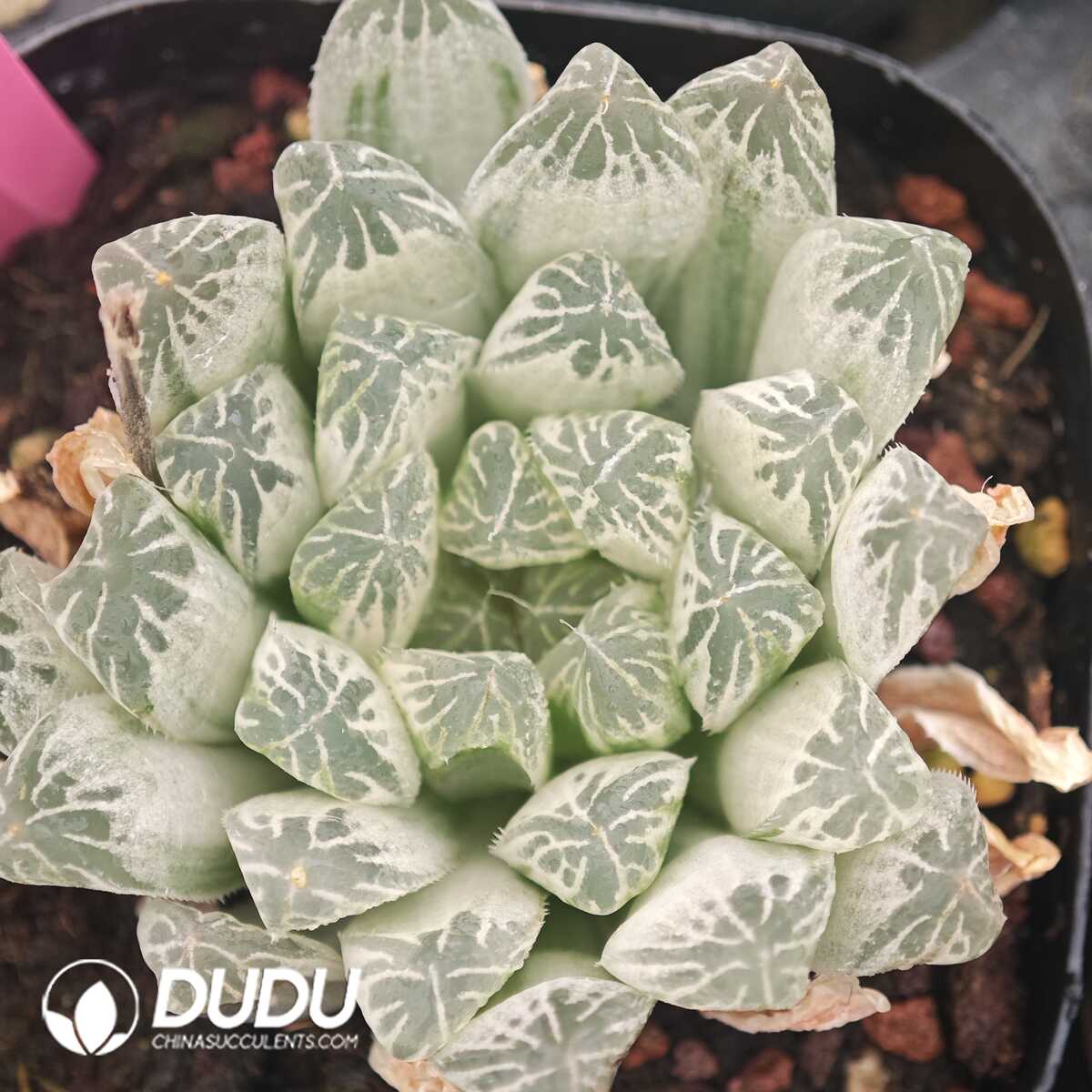 1750041785-e201.jpg Haworthia Cooperi 'Variegata' - Image 1