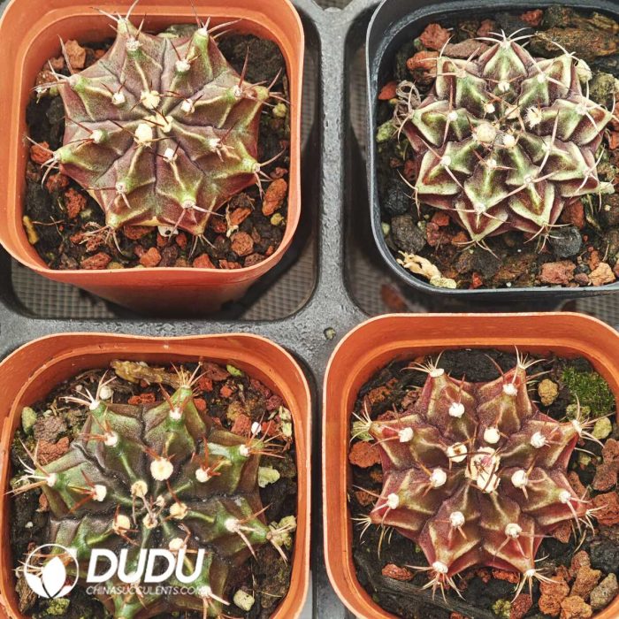 Cactus Gymnocalycium Mihanovichii - Image 2