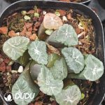 Haworthia Zhen Long - Image 2