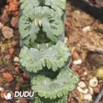 Haworthia Lucky Star