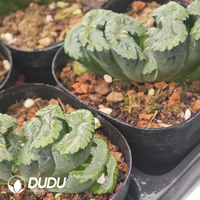 Haworthia Lucky Star - Image 2