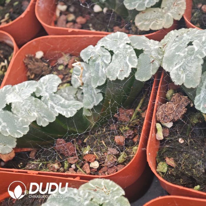 Haworthia Luan Fa - Image 2