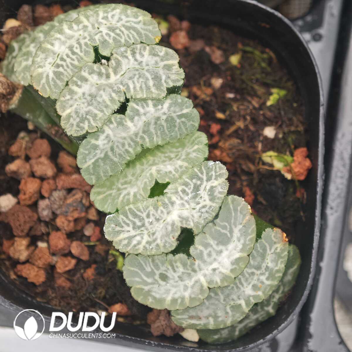 1750041841-e201.jpg Haworthia Ji God - Image 1