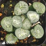 Haworthia Jade Dragon