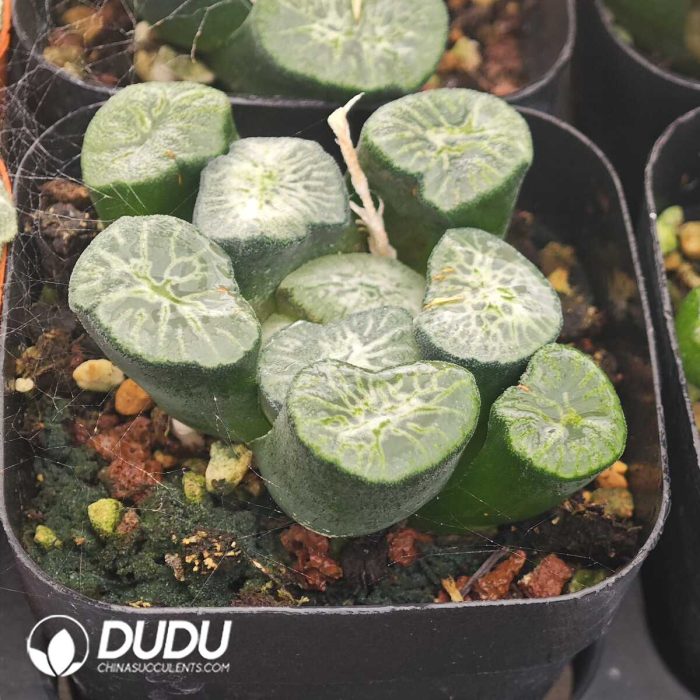 Haworthia Jade Dragon - Image 2