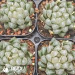 Haworthia Black Diamond - Image 2