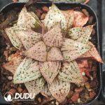 Haworthia pygmaea Yume no Ginga