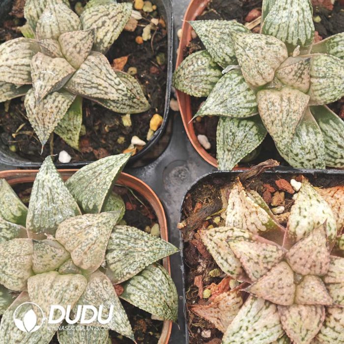 Haworthia pygmaea Yume no Ginga - Image 2