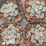 Haworthia Blue Diamond - Image 2