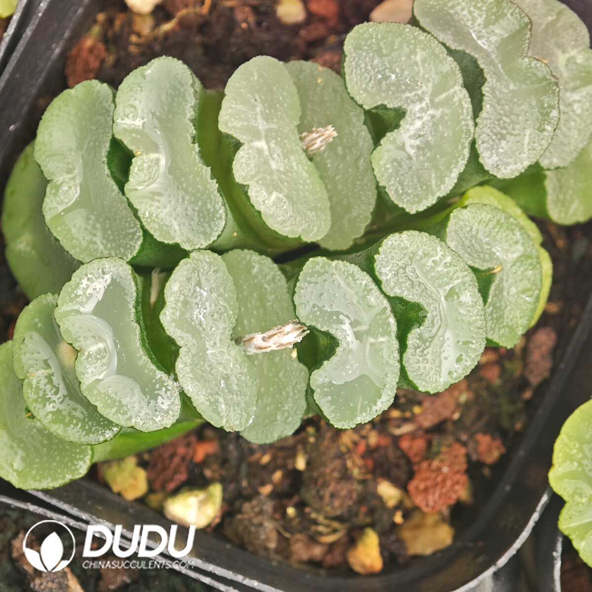 1750041900-e201.jpg Haworthia truncata Glutinous Leaf Window Clustering - Image 1