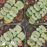 Haworthia truncata Glutinous Leaf Window Clustering - Image 2