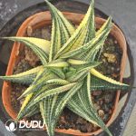 Haworthia limifoli Variegata - Image 2