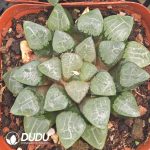 Haworthia Smooth surface Ke - Image 2