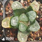 Haworthia Haworthia truncata var tricolor