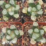 Haworthia Haworthia truncata var tricolor - Image 2