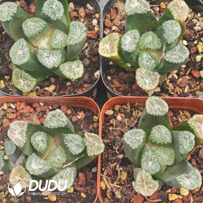 Haworthia Haworthia truncata var tricolor - Image 2