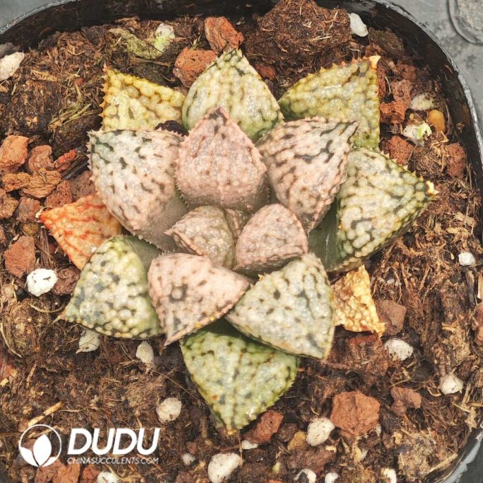 Haworthia Four Leaf Story - Image 2