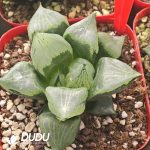 Haworthia Big Ura Hannya
