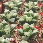 Haworthia Big Ura Hannya - Image 2