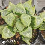 Haworthia Ura Hannya